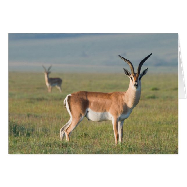 Cartão Grant's Gazelle, Ngorongoro Crater, Ngorongoro (Frente Horizontal)