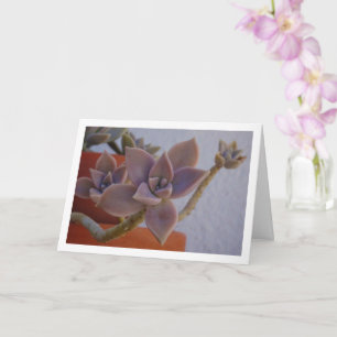 Cartão Graptopetalum Paraguayense, Planta Fantasma Sucule