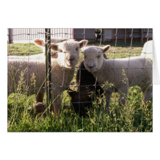 Cartão Grass Greener?