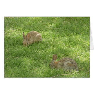Cartão Grazing Bunnies