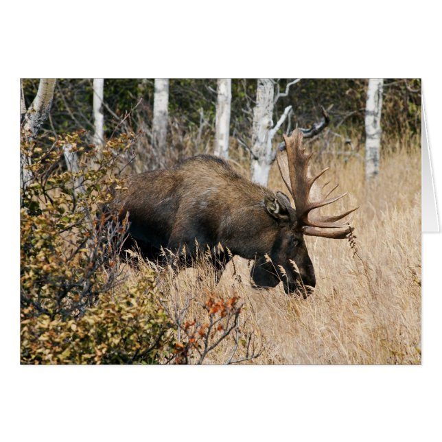 Cartão Grazing Moose (Frente horizontal)
