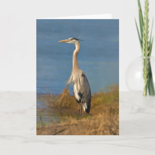 Cartão Great Blue Heron Blank Note or Greeting Card