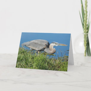 Cartão "Great Blue Heron with Fish 1." Greeting Card