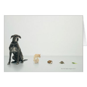Cartão Great dane, gato, cobaia, tartaruga e slug