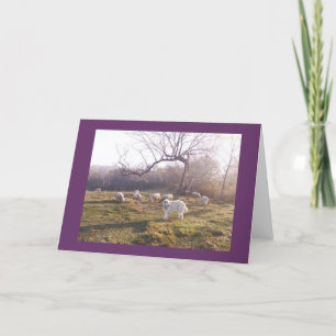 Cartão Great Pyr and Flock