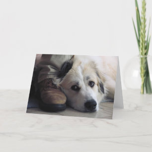 Cartão Great Pyrenees, Gentle Giant