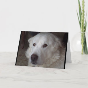 Cartão Great Pyrenees saying I Love You