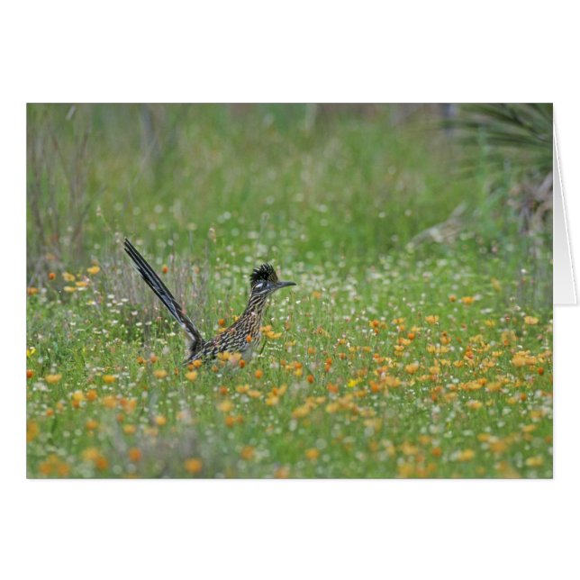 Cartão Greater Roadrunner, Geococcyx (Frente Horizontal)