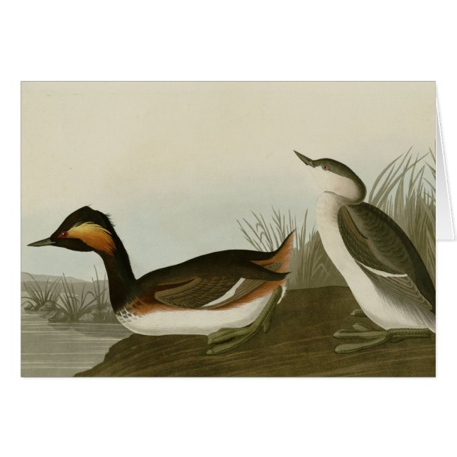 Cartão Grebe orelhudo (Frente Horizontal)