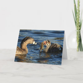 Cartão - grebes Pied-faturados com lagostas