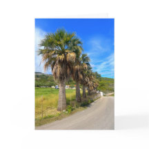 Grécia Palm Trees Zakynthos