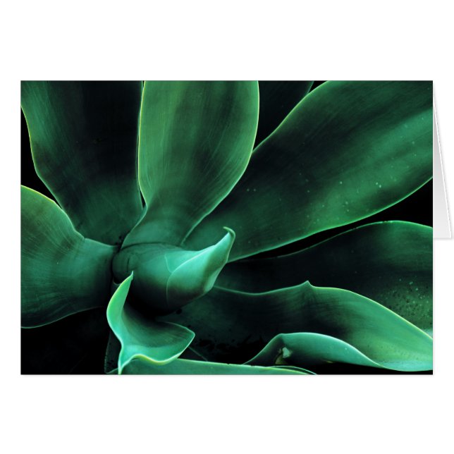 Cartão Green Agave Attenuata (Frente Horizontal)