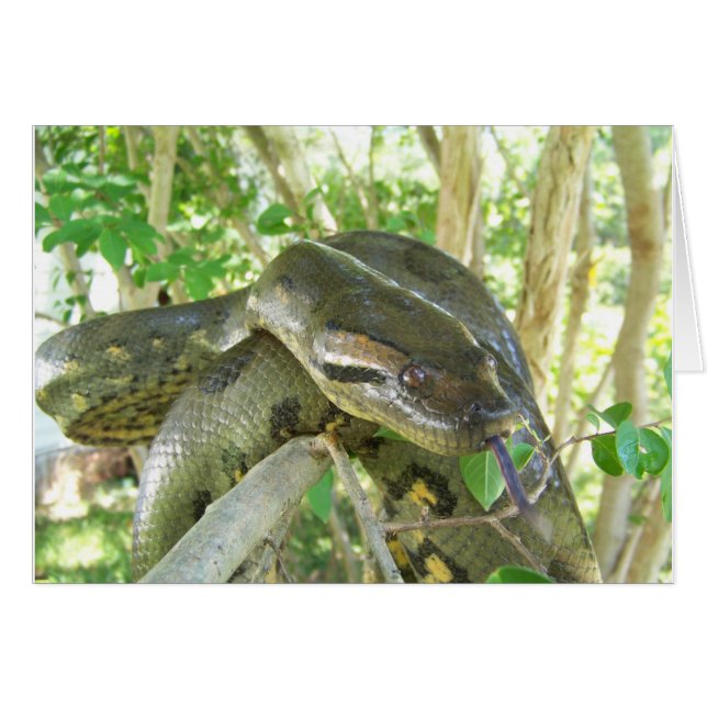 Cartão Green Anaconda (Frente Horizontal)