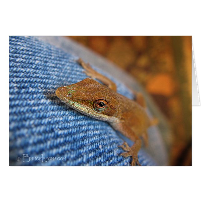 Cartão Green Anole Lizard (Frente Horizontal)