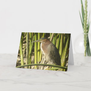Cartão Green Heron Card