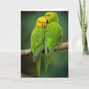 Cartão Green Parrots adoram aves fotografia
