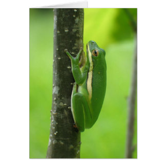 Cartão Green Treefrog
