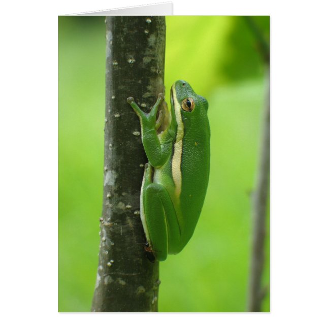Cartão Green Treefrog (Frente)