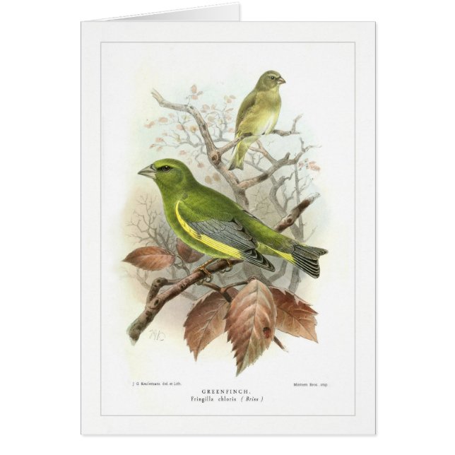 Cartão Greenfinch (Frente)