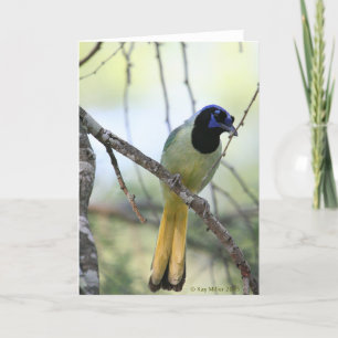 Cartão Greenjay-2