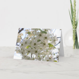 Cartão Greeting Card - All Occasion - Bloom Bradford Pear