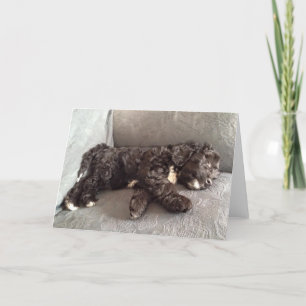 Cartão Greeting Card - Cockapoo Puppy