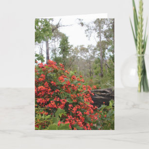 Cartão GREETING CARD - Coral creeper