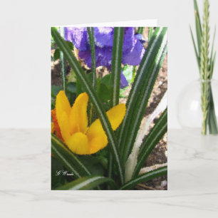 Cartão Greeting Card-Crocus and Pansies