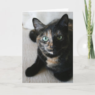 Cartão Greeting Card:  Mocha Cat
