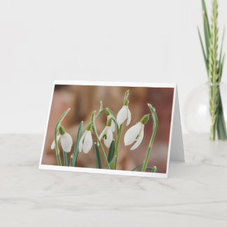 Cartão greeting card snowdrop text without