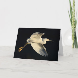 Cartão Greeting Card - Snowy egret flyby