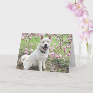 Cartão Greeting Card - White Akita