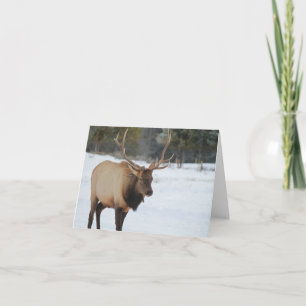 Cartão Greeting Card With An Elk