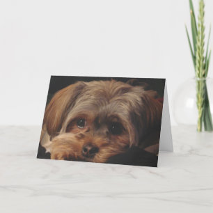 Cartão Greeting Card with Shorkie Pup on Front