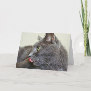 Cartão Grey cat greeting card