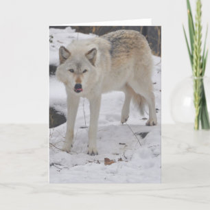 Cartão Grey Wolf Greeting Card