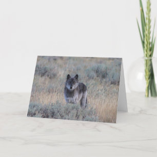 Cartão grey Wolf in Yellowstone Greeting Card