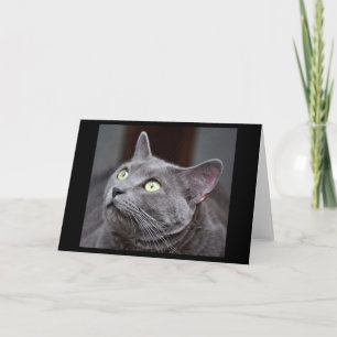 Cartão Greyfoot Cat Rescue Russian Blue Greeting Card