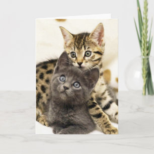 Cartão Greyfoot Cat Two Cute Kittens Greeting Card