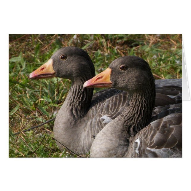 Cartão Greylag Geese (Frente Horizontal)