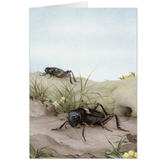 CARTÃO GRILO DE THE FIELD (Frente)