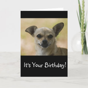 Cartão Grin and Bear It Chihuahua Birthday Card
