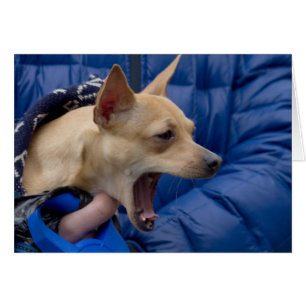 Cartão Gritando Chihuahua
