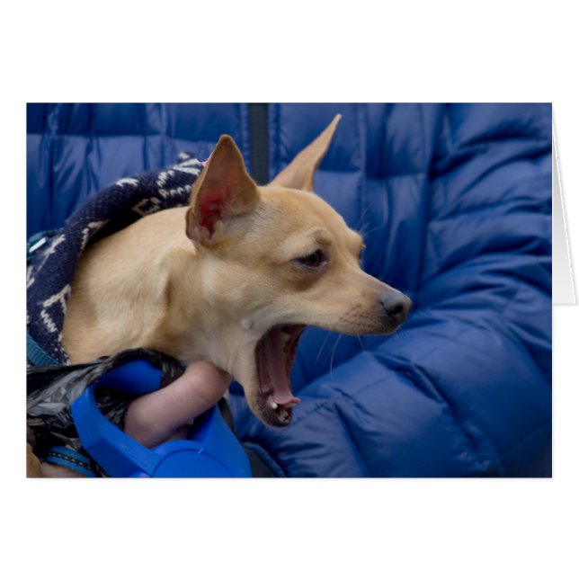 Cartão Gritando Chihuahua (Frente horizontal)