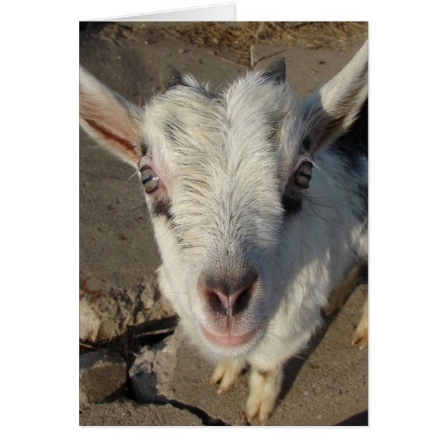 Cartão Gritos (Frente)