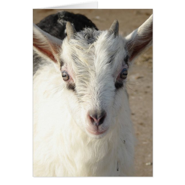 Cartão Gritos (Frente)