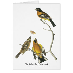 Cartão Grosbeak de cabeça negra de Audubon