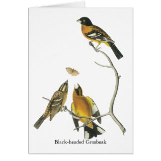 Cartão Grosbeak de cabeça negra de Audubon