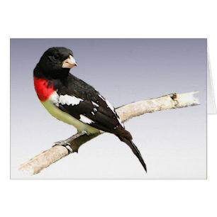 Cartão Grosbeak do Rosa-breasted