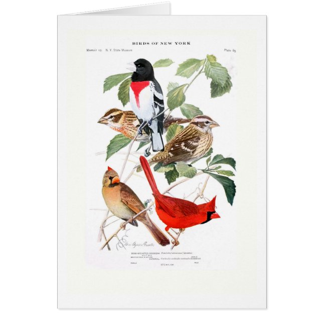 Cartão Grosbeak e cardeal (Frente)